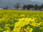 A Farm in Spring